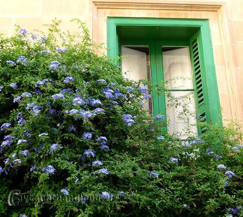 hoa-leo-vuon-tuong-18