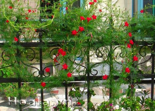 hoa-leo-vuon-tuong-38