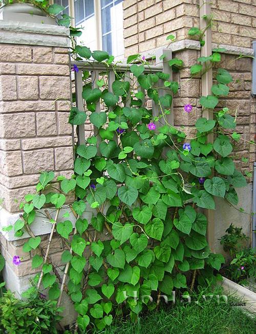 hoa-leo-vuon-tuong-19