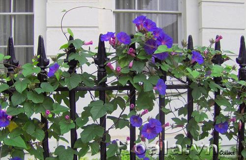 hoa-leo-vuon-tuong-20