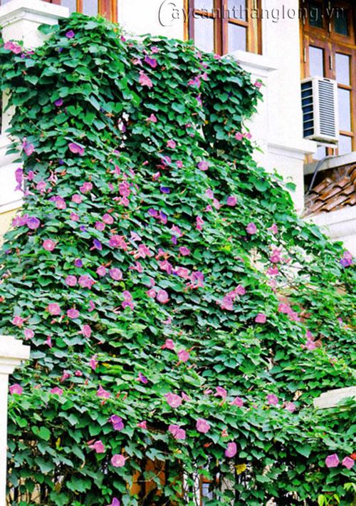 hoa-leo-vuon-tuong-21