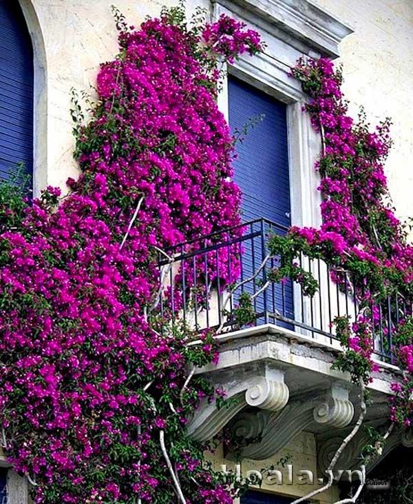 hoa-leo-vuon-tuong-22