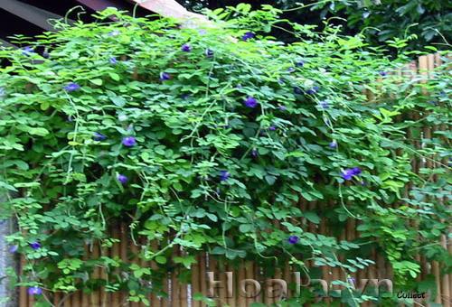 hoa-leo-vuon-tuong-23