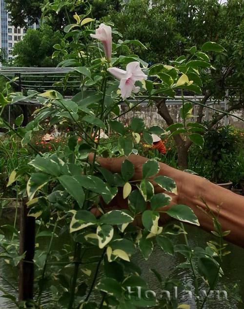 hoa-leo-vuon-tuong-23