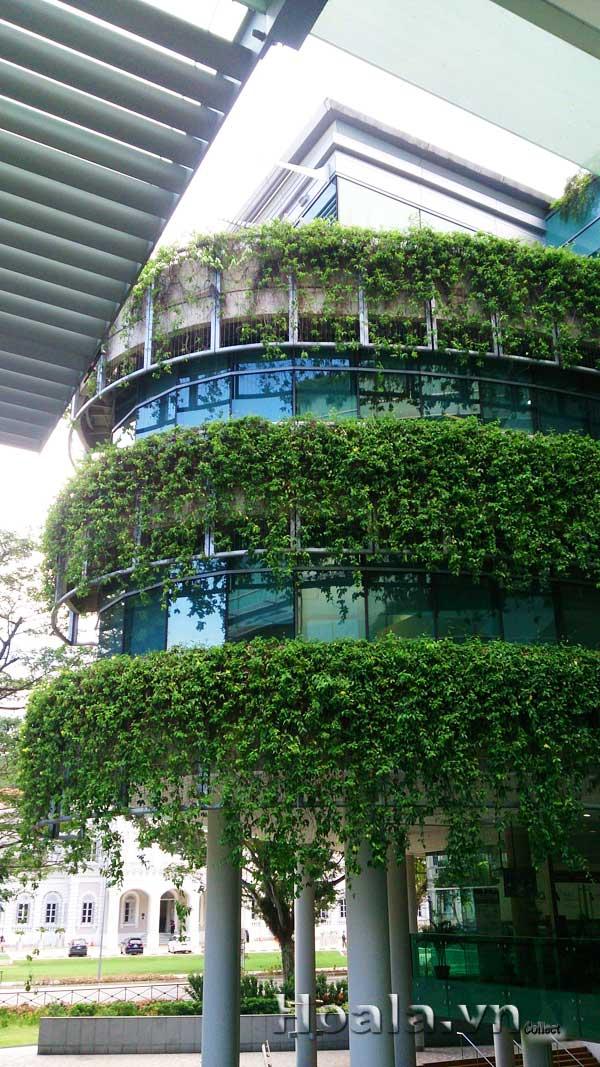 hoa-leo-vuon-tuong-25