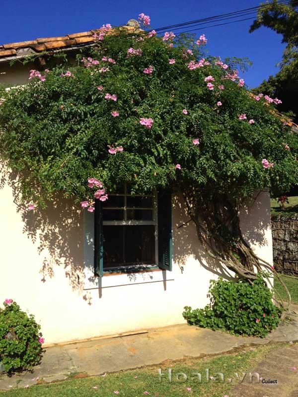 hoa-leo-vuon-tuong-26