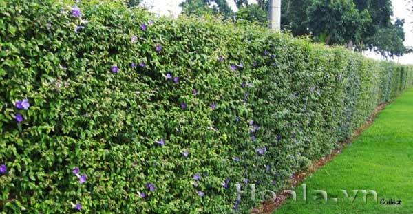 hoa-leo-vuon-tuong-26