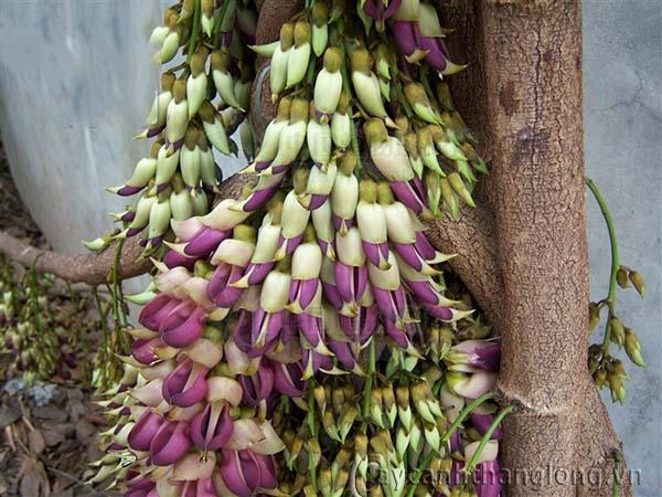 hoa-leo-vuon-tuong-2