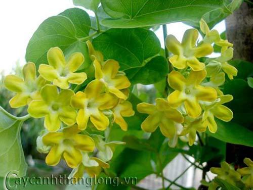 hoa-leo-vuon-tuong-3