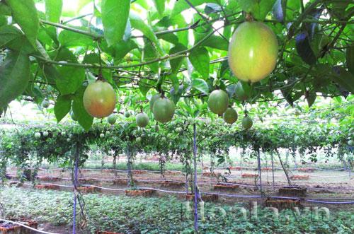 hoa-leo-vuon-tuong-28