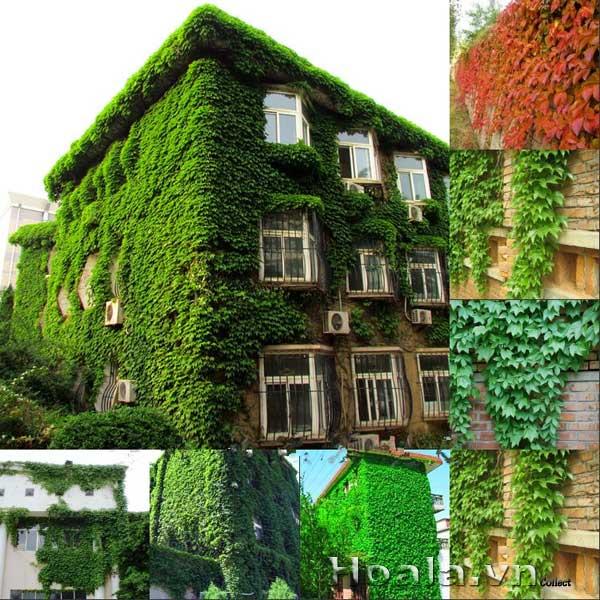 hoa-leo-vuon-tuong-27