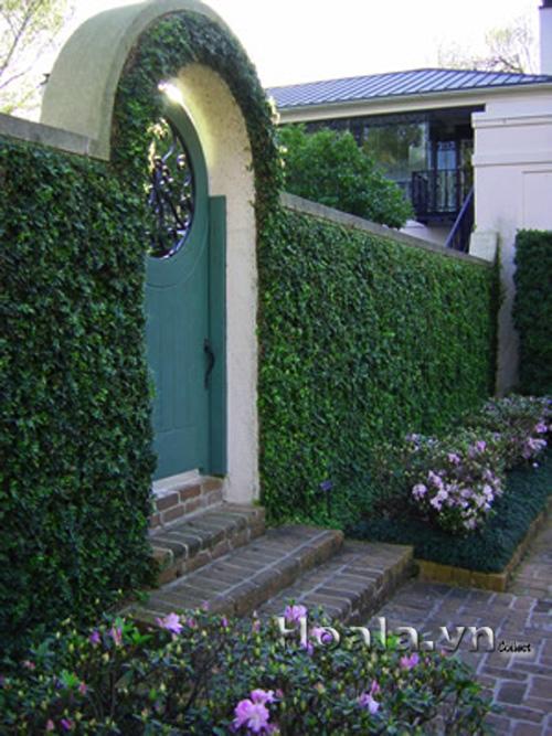 hoa-leo-vuon-tuong-29