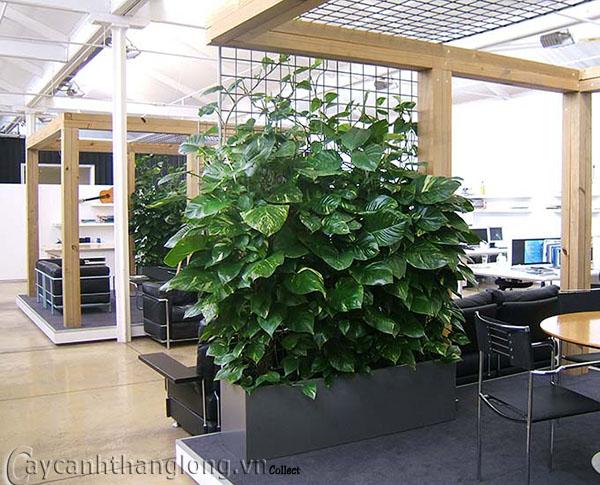 hoa-leo-vuon-tuong-31