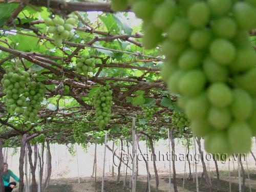 hoa-leo-vuon-tuong-31