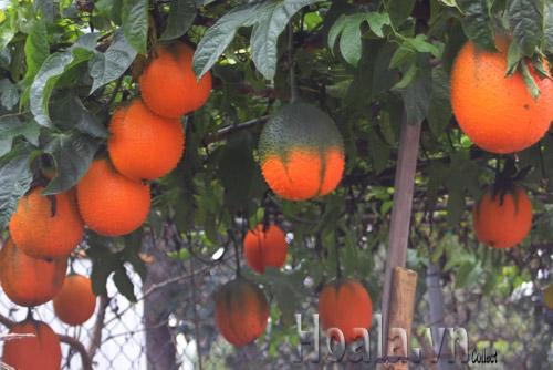 hoa-leo-vuon-tuong-32