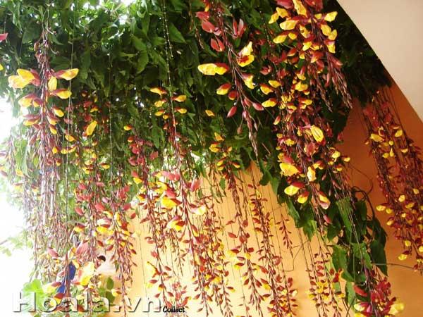 hoa-leo-vuon-tuong-4