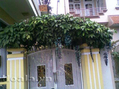 hoa-leo-vuon-tuong-5