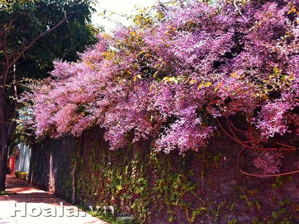 hoa-leo-vuon-tuong-5