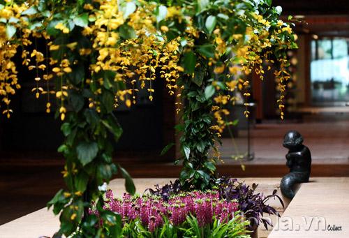 hoa-leo-vuon-tuong-6