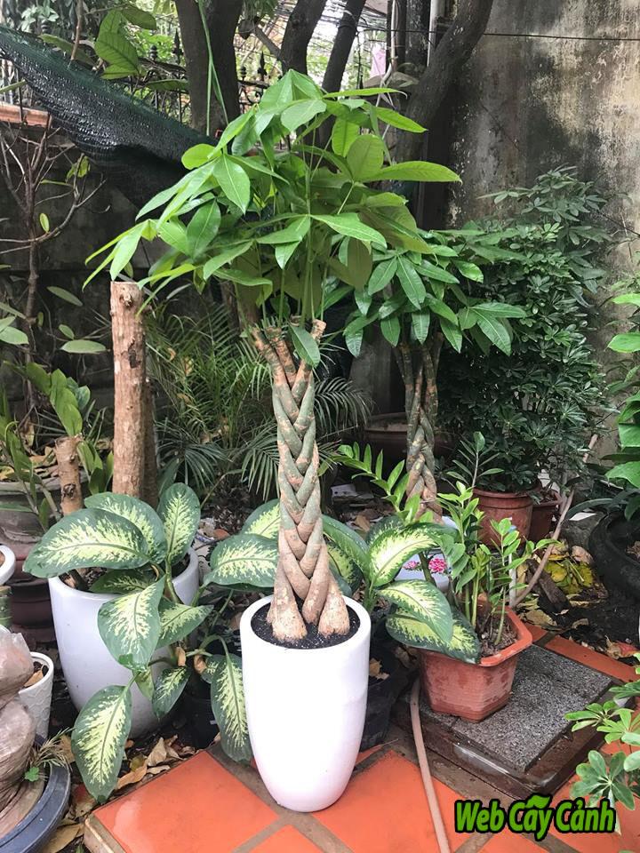 cay-van-nien-thanh-1