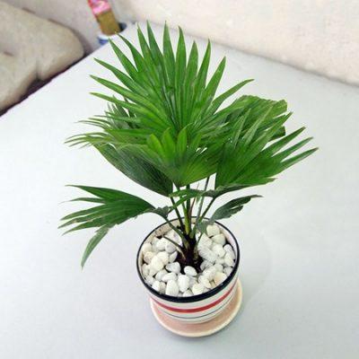 cay-kim-ngan-that-bim