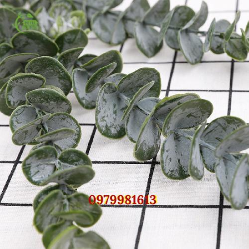 Lá cây đô la bạc