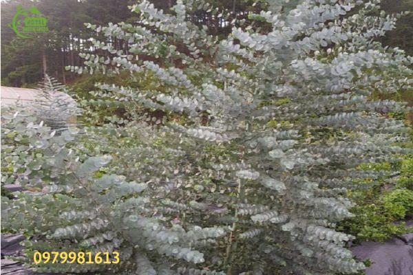 Cây đô la bạc và công dụng