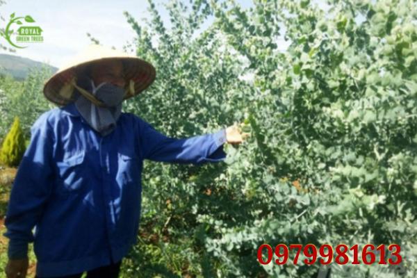 Thu hoạch cây đô la bạc