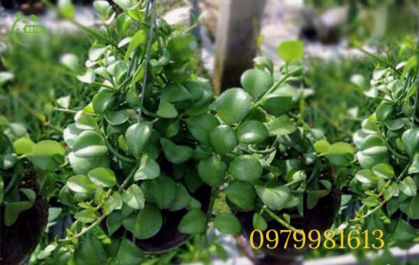 Chậu cây đô la bạc