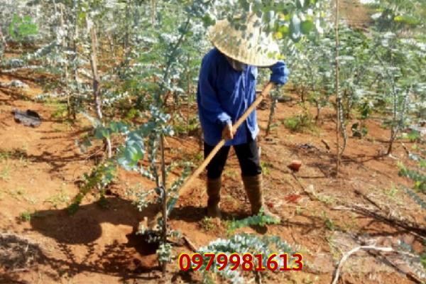 Chăm sóc cây đô la bạc