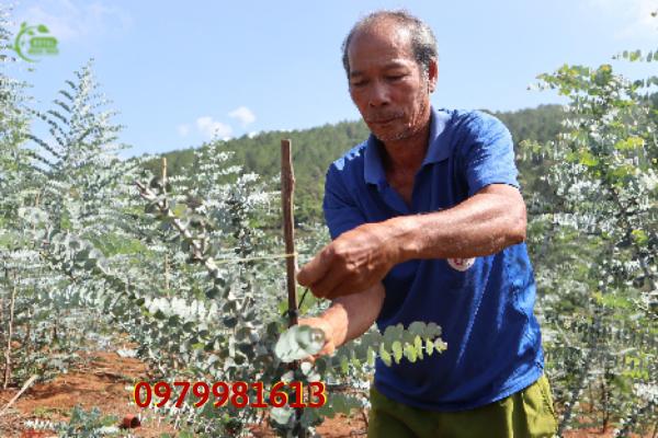 Chăm sóc cây đô la bạc