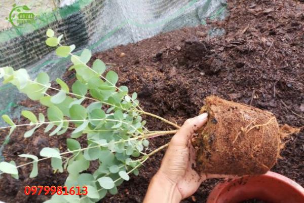 Thay chậu cây đô la bạc