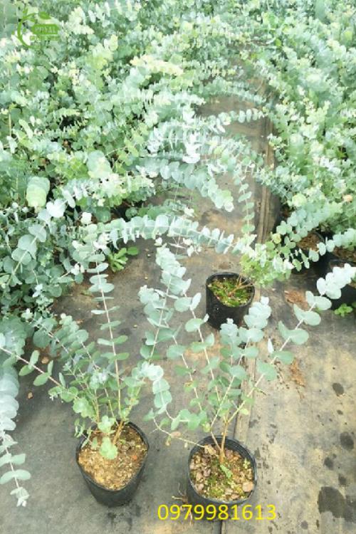 Cây đô la bạc giống