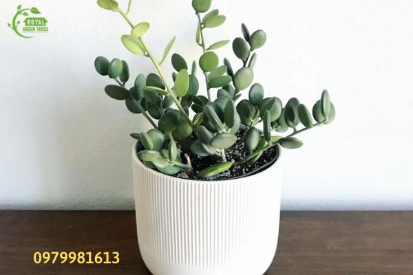 Chậu cây đô la bạc để bàn