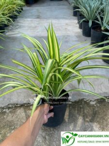 Cây dứa sọc vàng - Lá được cho là biểu tượng của vàng bạc