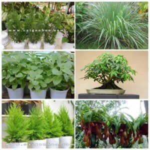 Top 6 Loại Cây Đuổi Muỗi Nên Có Trong Sân Vườn - Sài Gòn Hoa