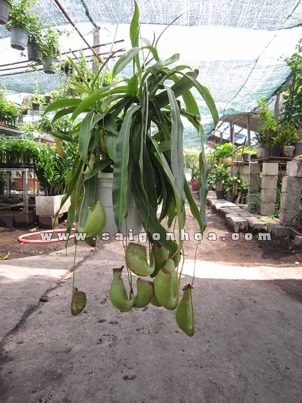 Cay Nap Am Chau Treo1