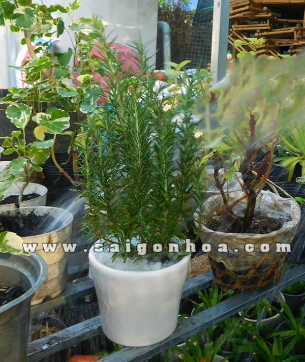 Tuoi Nuoc Cay Huong Thao