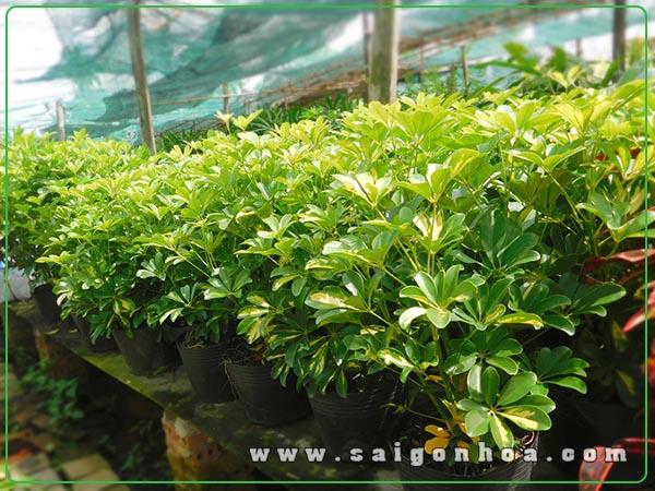 Noi Cung Cap Cay Ngu Da Bi