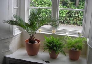 Cây dương xỉ sống ở đâu? Chúng có tác dụng gì?