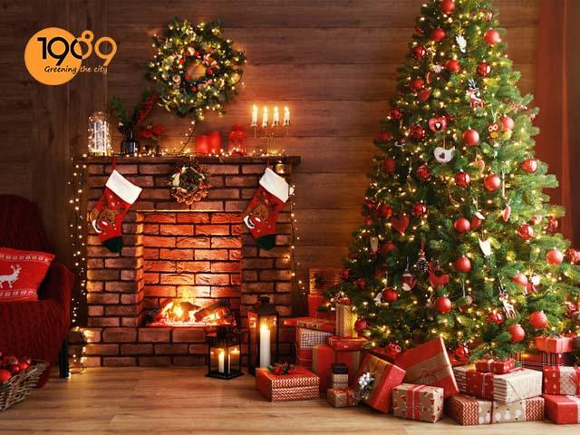 17 Các Loại Cây Cảnh Vừa Làm Quà Tặng Giáng Sinh Vừa Decor