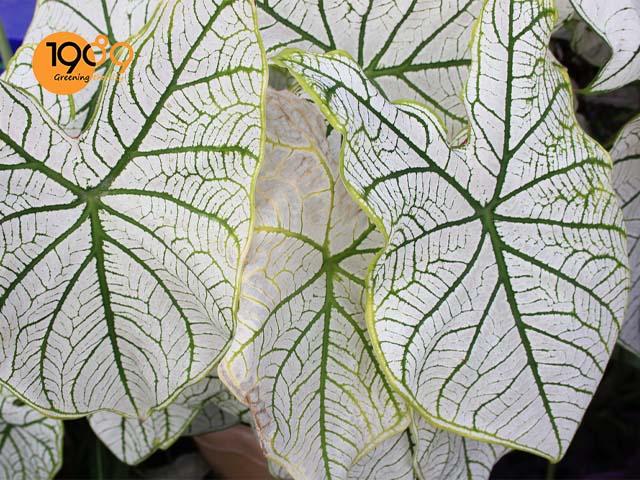 cây môn trắng kiểng lá dùng làm cây cảnh trang trí giáng sinh