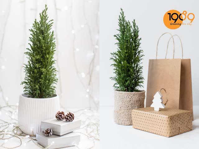 cây cảnh tặng giáng sinh Sơn Tùng