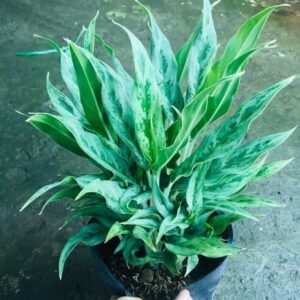 Cây giữ tiền: Ý nghĩa, mệnh hợp và cách trồng ra hoa đẹp - Eva