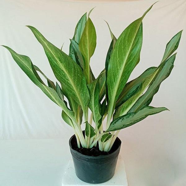 Cây giữ tiền: Ý nghĩa, mệnh hợp và cách trồng ra hoa đẹp - 4