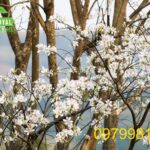 Cây hoa ban Tây Bắc: Giới thiệu đặc điểm, ý nghĩa, cách chăm sóc