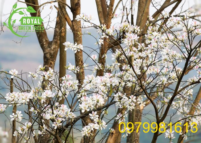 Cây hoa ban Tây Bắc: Giới thiệu đặc điểm, ý nghĩa, cách chăm sóc