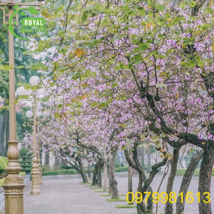 Vẻ đẹp của cây hoa ban