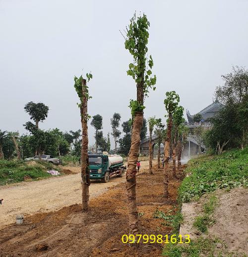 trong cay hoa ban tay bac