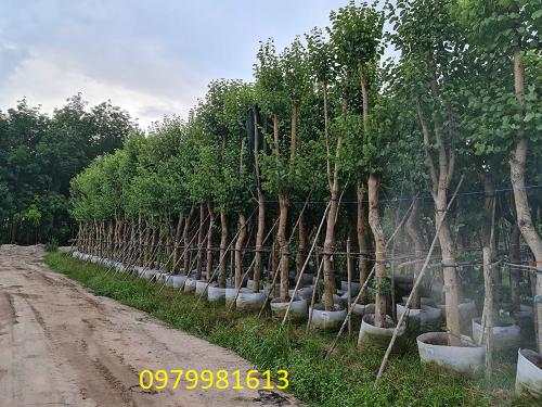 cay ban tay bac cong trinh